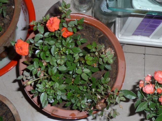 P1070336.JPG