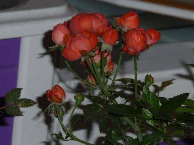 P1070360.JPG