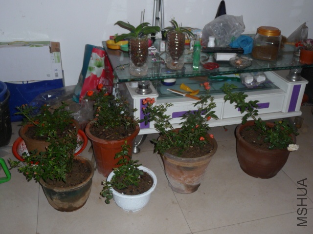 P1070303.JPG