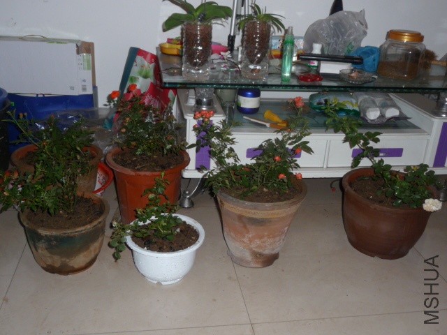 P1070302.JPG