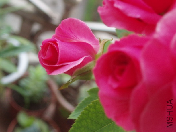P8040183_��С��С.JPG