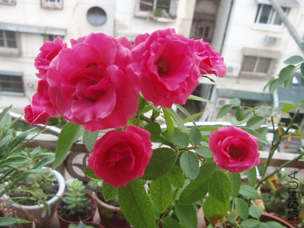 P8040181_��С��С.JPG