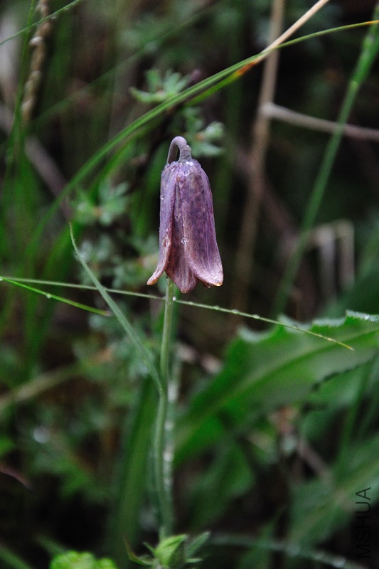 DSC_3552.jpg