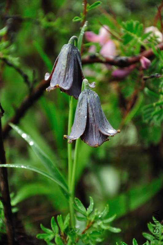 DSC_3605.jpg