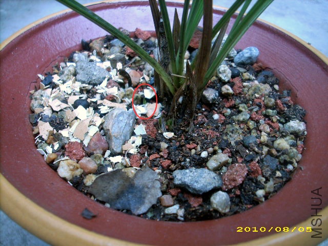 2010.8.5��������ѿ2.jpg