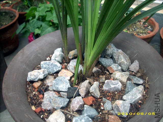 2010.8.5��������ѿ0.jpg