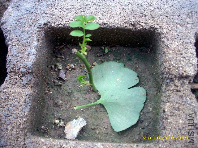 2010.8.5���¼���ѿ0.jpg