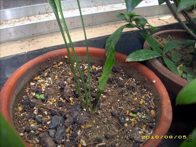 2010.8.5��������ѿ.jpg
