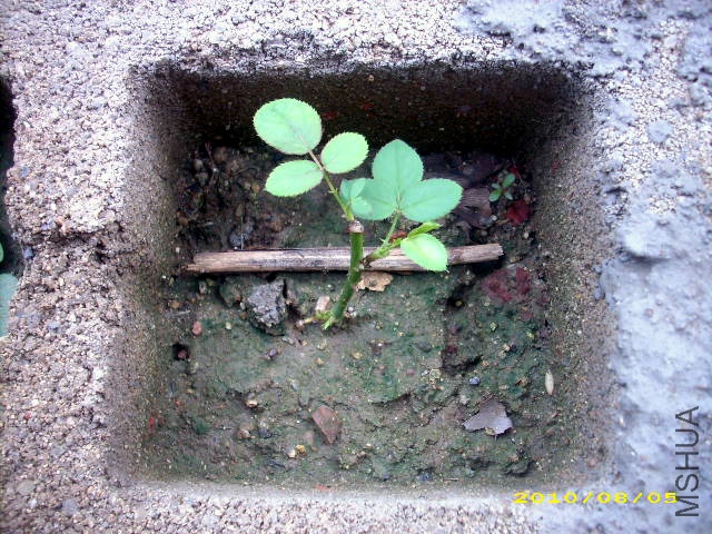 2010.8.5���¼���ѿ.jpg