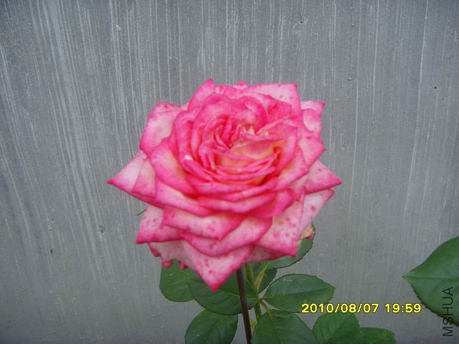 SNV30517.JPG