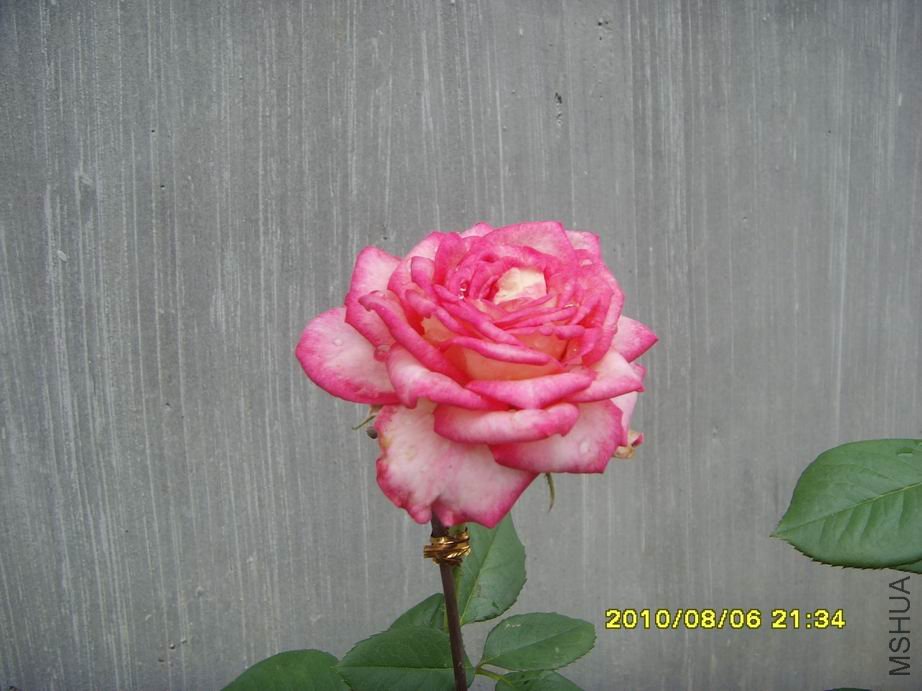 SNV30512.JPG