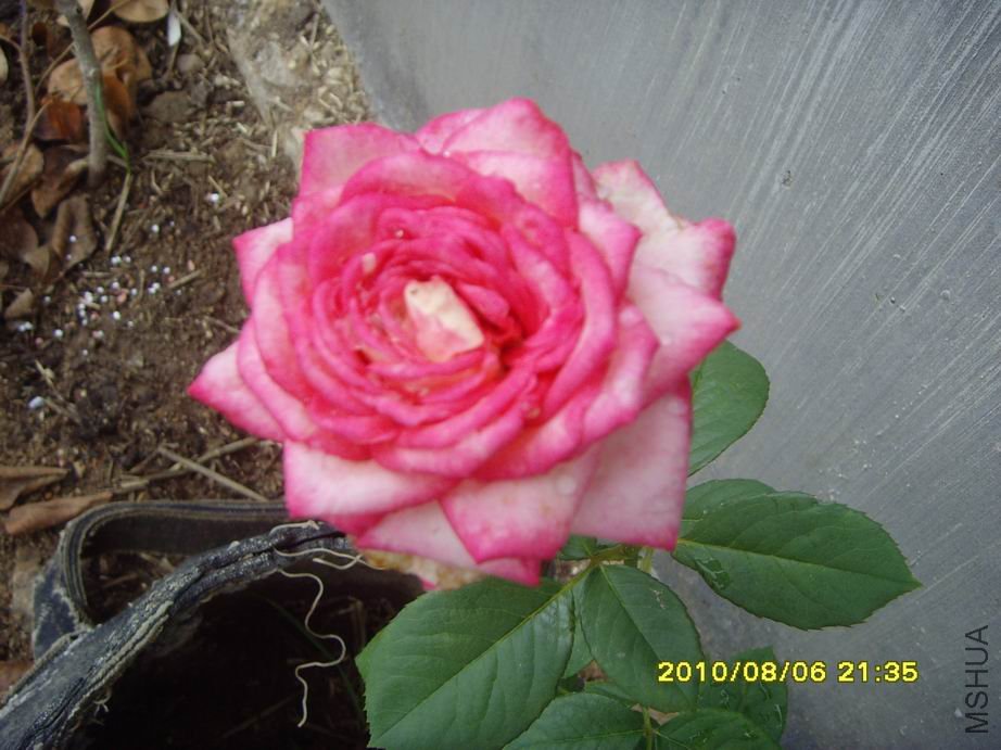 SNV30516.JPG