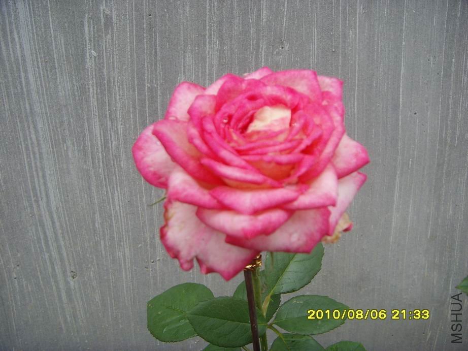 SNV30507.JPG