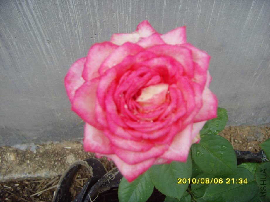 SNV30513.JPG