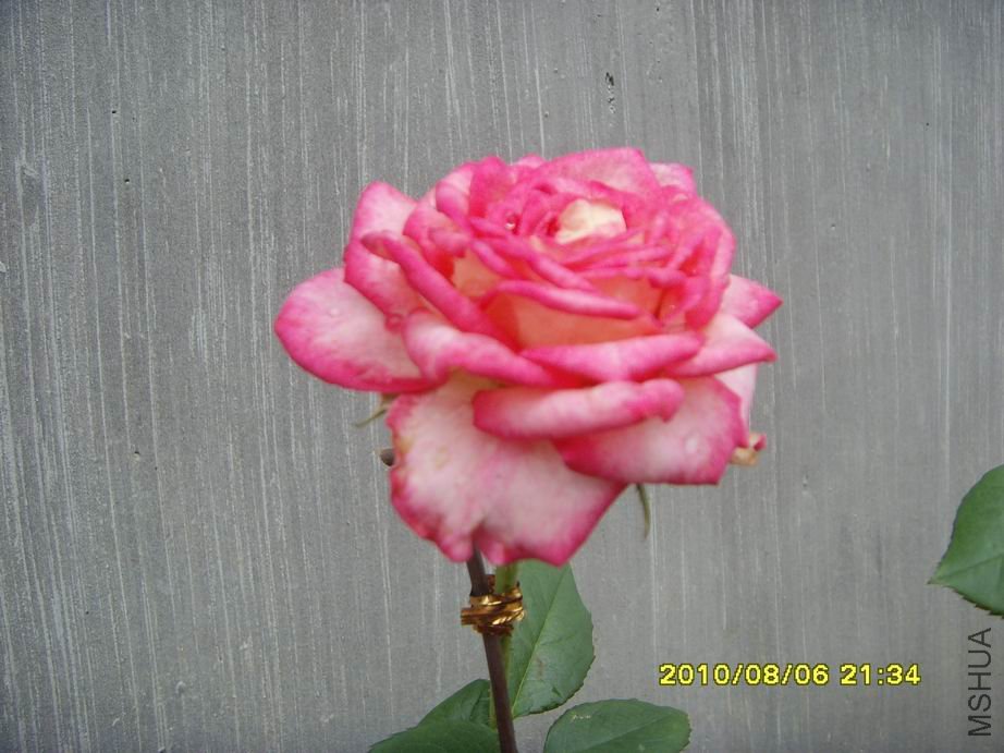 SNV30511.JPG