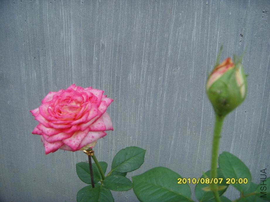 SNV30518.JPG