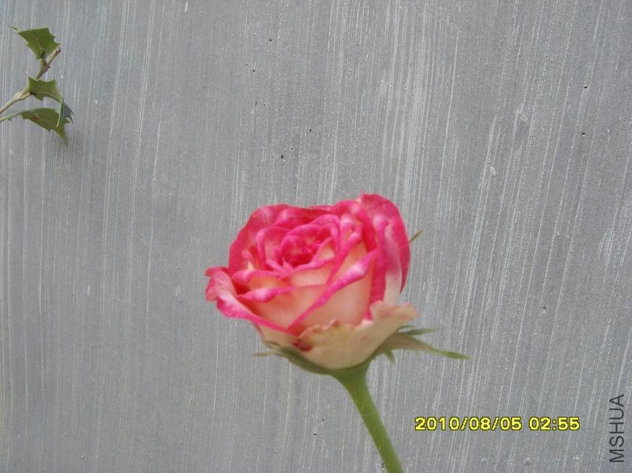 SNV30495.JPG