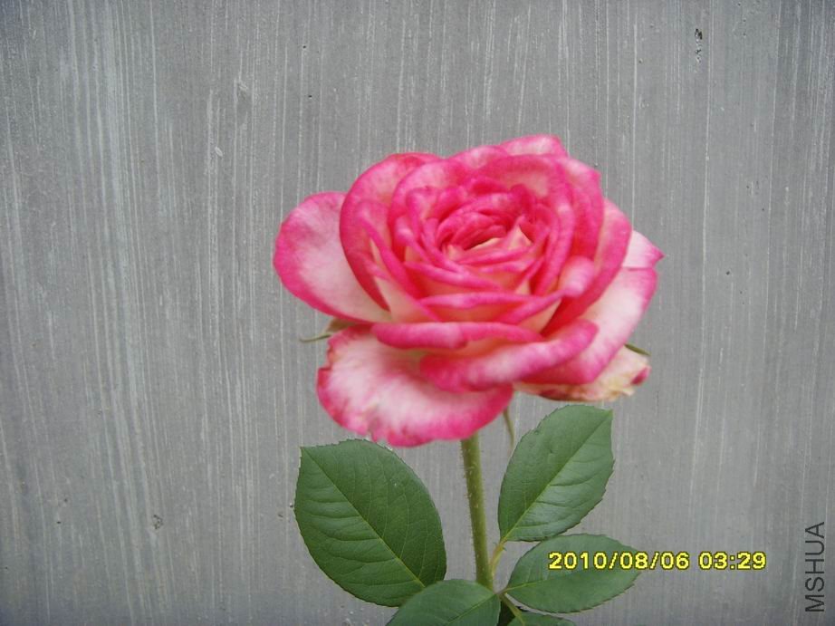 SNV30504.JPG