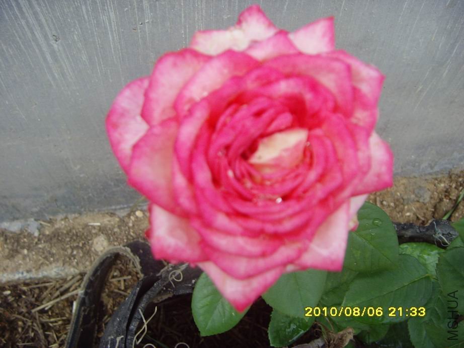 SNV30508.JPG