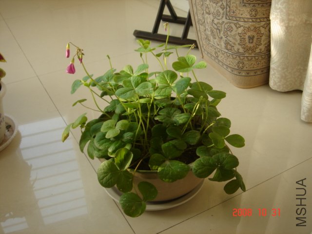 DSC04930.JPG