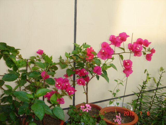 DSC06984.JPG