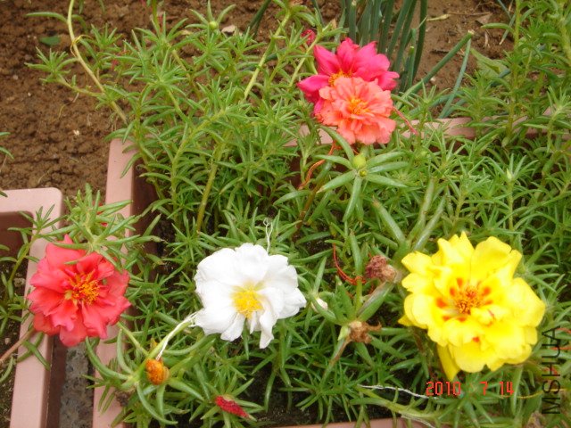 DSC06995.JPG