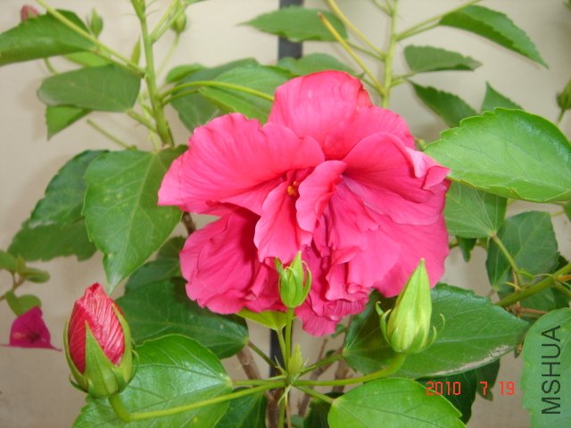 DSC07000.JPG