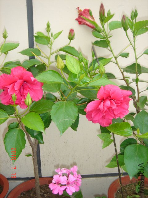 DSC06999.JPG