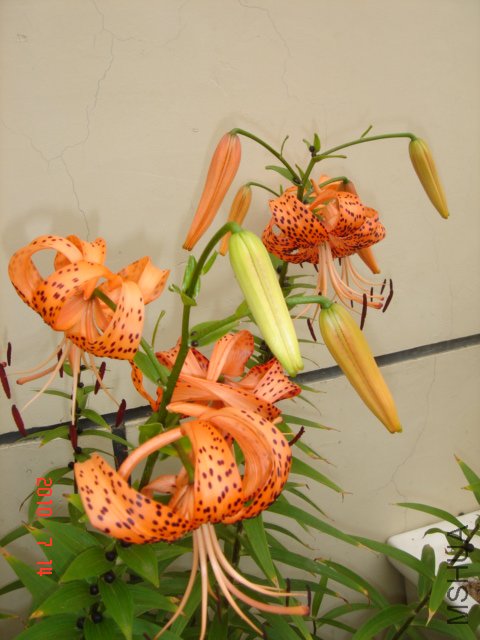 DSC06997.JPG