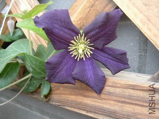 ������С lmdk-03.JPG