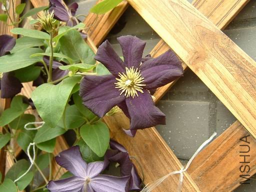 ������С lmdk-04.JPG