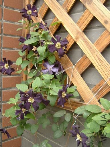 ������С lmdk-02.JPG