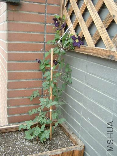 ������С lmdk-01.JPG