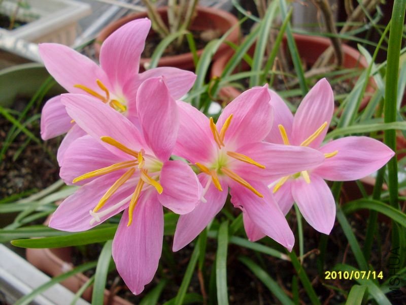 SDC10759.JPG