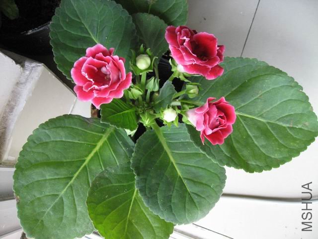 100704120329926cb7fc4ddd19.jpg