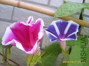 õ��ױ�ţ   ����