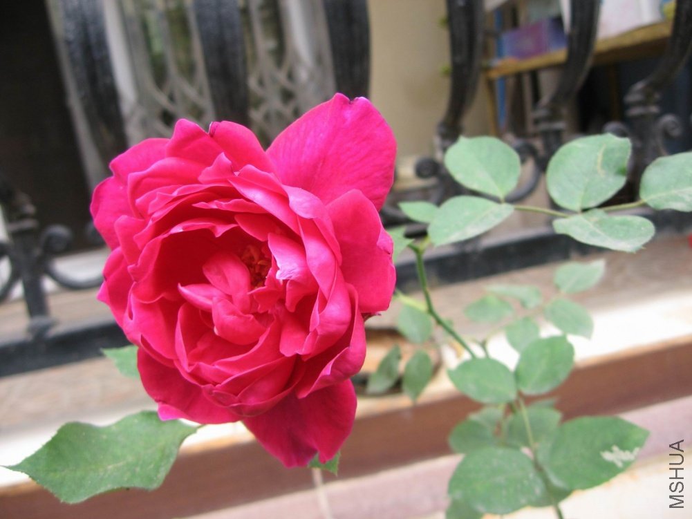������С IMG_0044.JPG