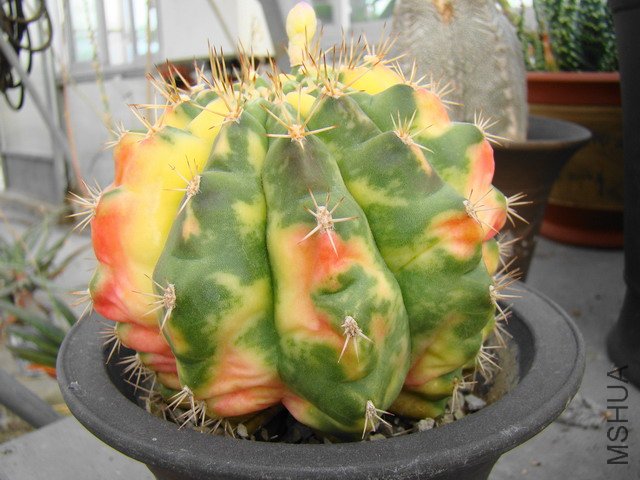 DSC00145.jpg