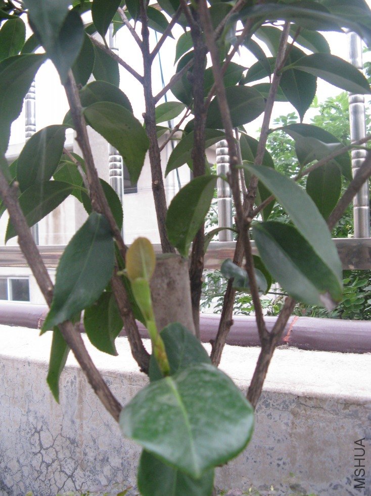 img_2247_conew1.jpg