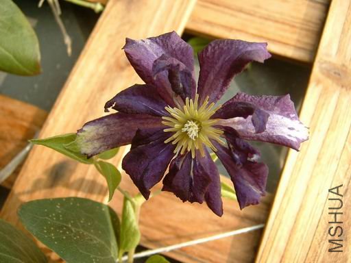 ������С DSCF0002.JPG