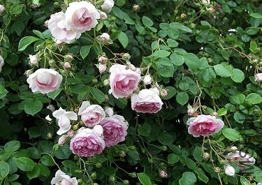 pflanzenbilder-rosa-jasmina-kletterrose-von-kordes-pastell-lila.jpg