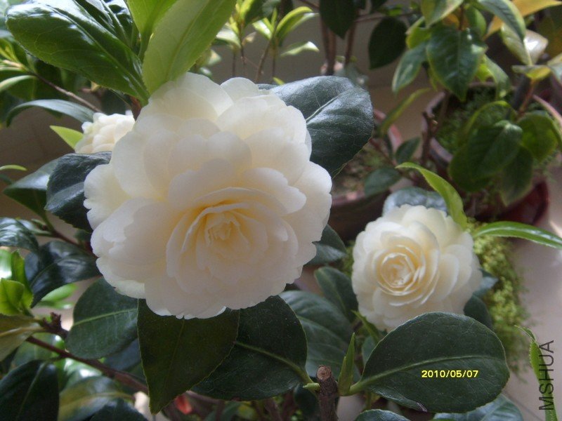 S73R0805.JPG