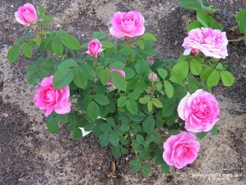 Gertrude Jekyll 14.jpg