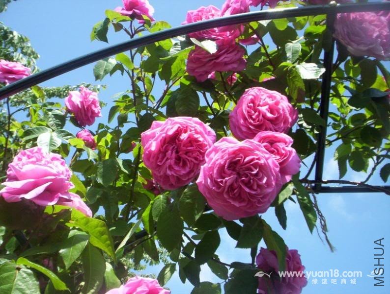 Gertrude Jekyll  3.jpg