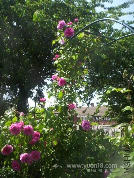 Gertrude Jekyll 4.jpg