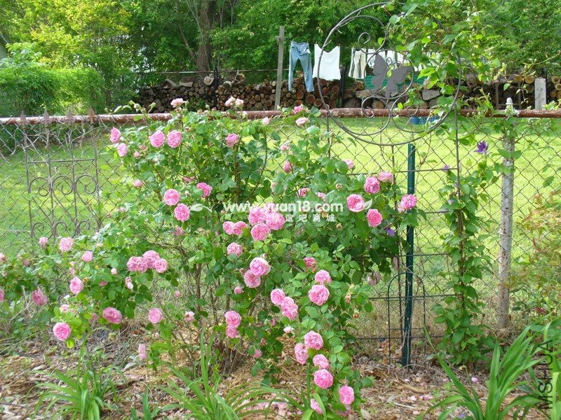 Gertrude Jekyll 18.jpg