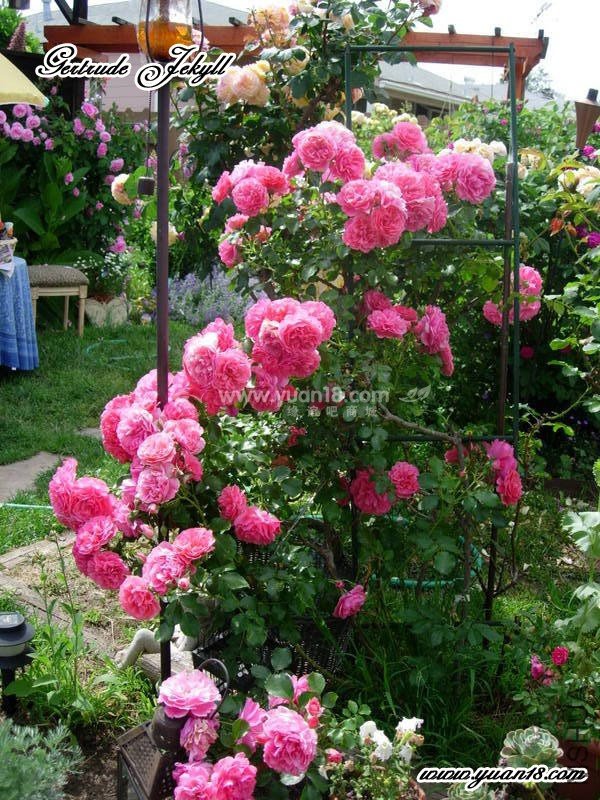 Gertrude Jekyll 15.jpg