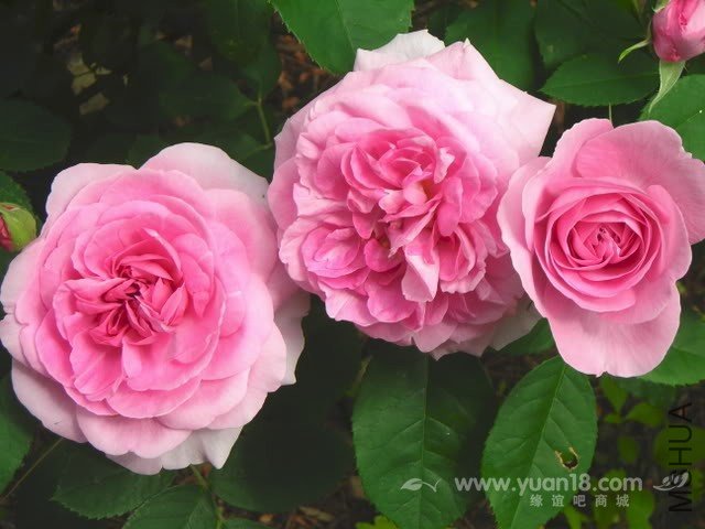 Gertrude Jekyll 2.jpg