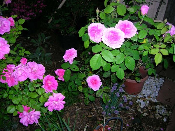 Gertrude Jekyll 20.jpg