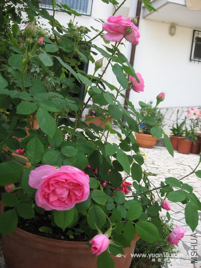 Gertrude Jekyll  1.jpg